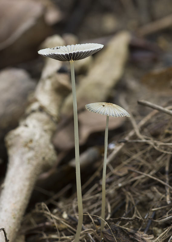 Parasola leiocephala